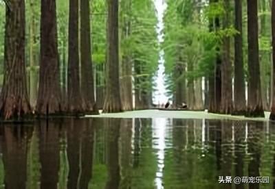 长沙十二月现绚烂画卷，水杉换金红华服，游客排队拍美照