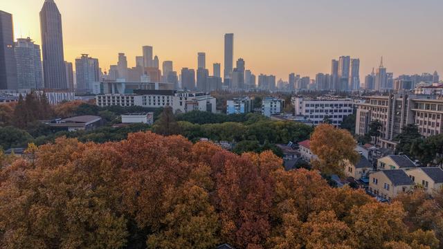南京毗卢寺｜一场被银杏染金的秋日静心之旅
