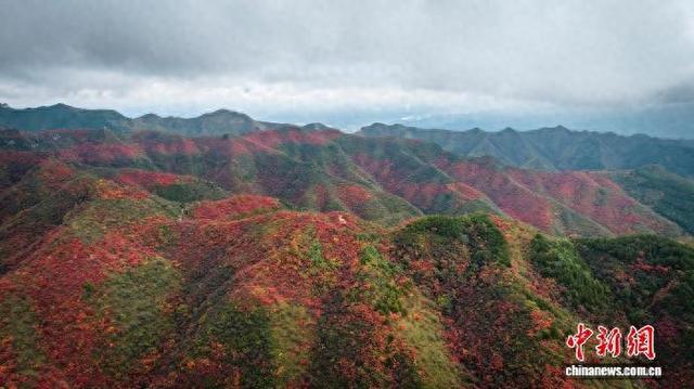 山西柳林天然林区迎来红叶观赏期