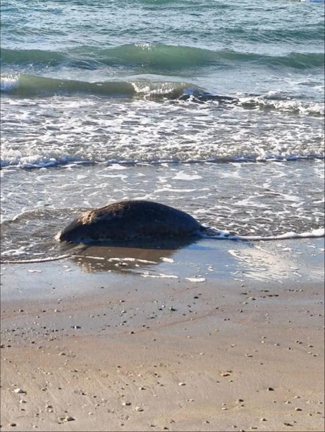 112只海豹离奇死亡！无自然天敌，原因正在调查