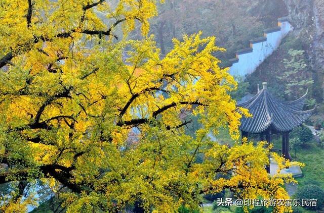 新昌赏秋正当时，这五个必游景点今秋必去，云海农家乐推荐