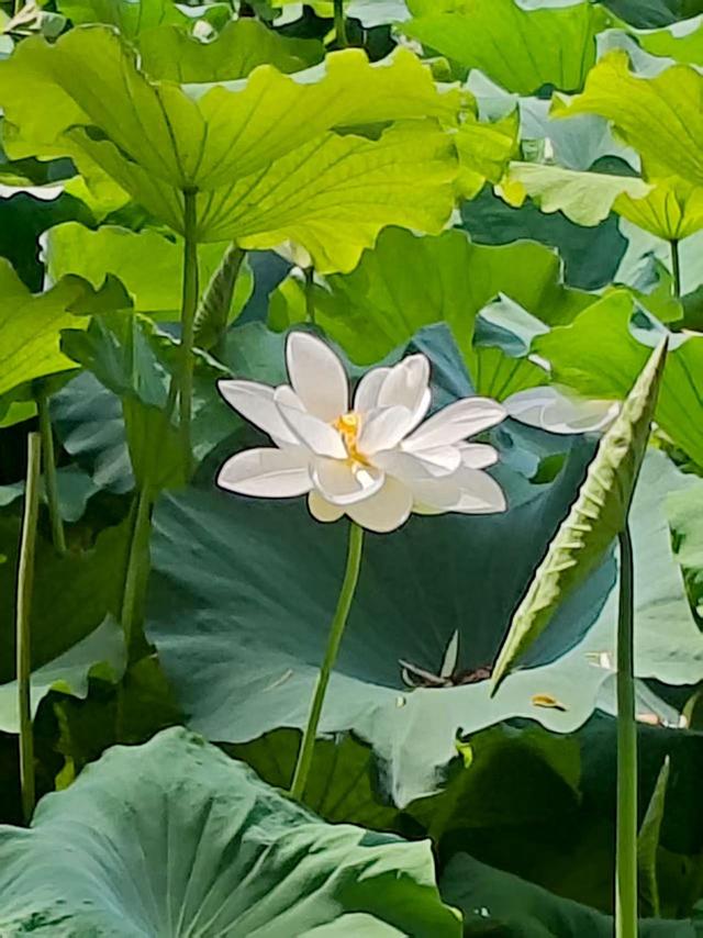 师浩气