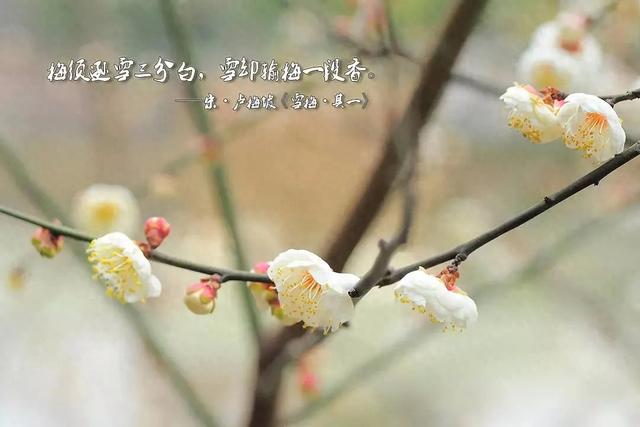雪梅古诗雪梅二首（卢梅坡雪梅二首）