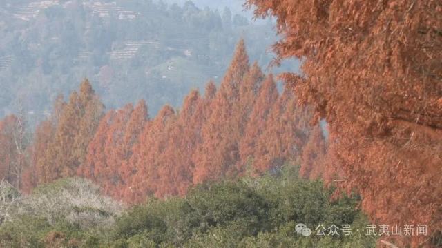 层林尽染诗意浓 水杉美景引客来