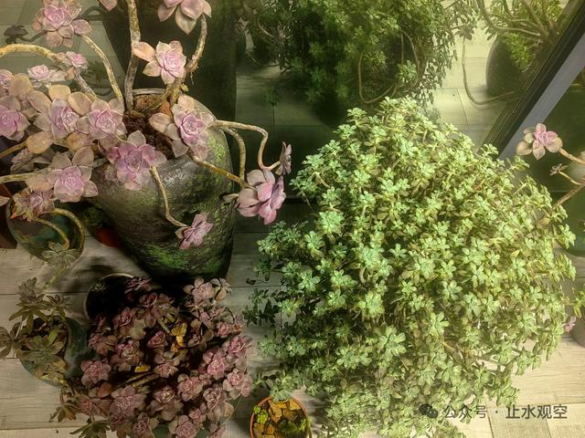 结婚三十年，我没送过玫瑰	，但陪她搬了上万次“心头肉”