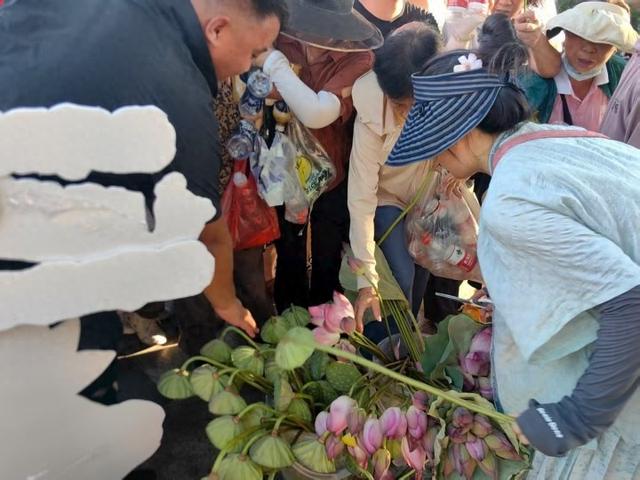 800朵荷花400个莲蓬 换了近百斤空瓶