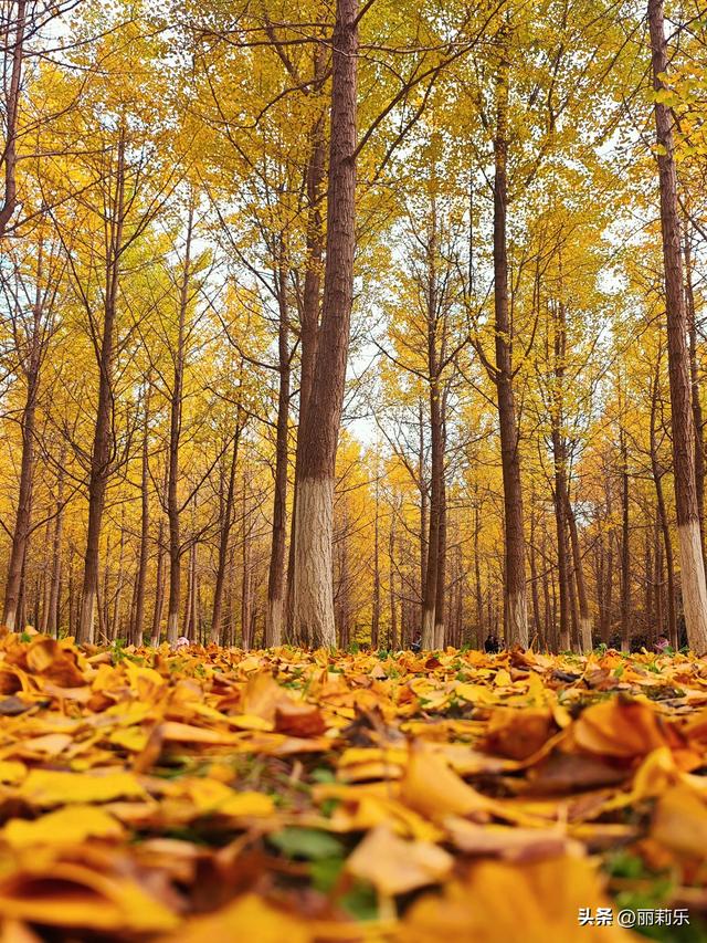 被这片银杏林狠狠治愈后，我才明白：原来幸福藏在这些瞬间里