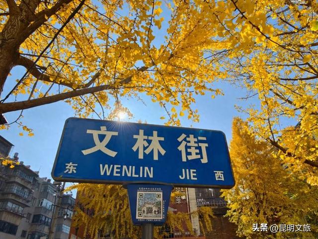 美爆！美爆！超全攻略！超出片！🤳昆明银杏黄金倒计时，抓紧时间冲~