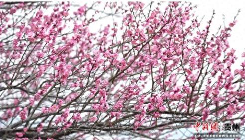 贵州松桃：公园冬梅凌寒开 暗香引客添风采