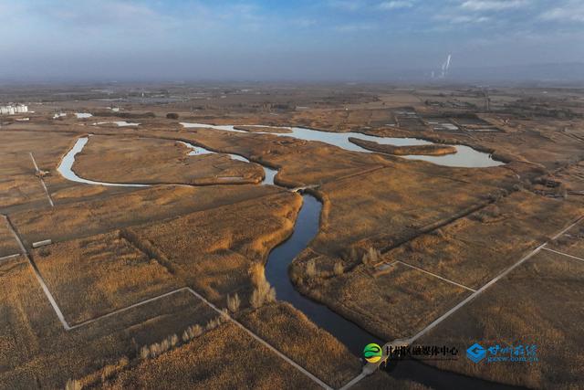 张掖：湿地公园千亩蒹葭鎏金，候鸟翅掠清波