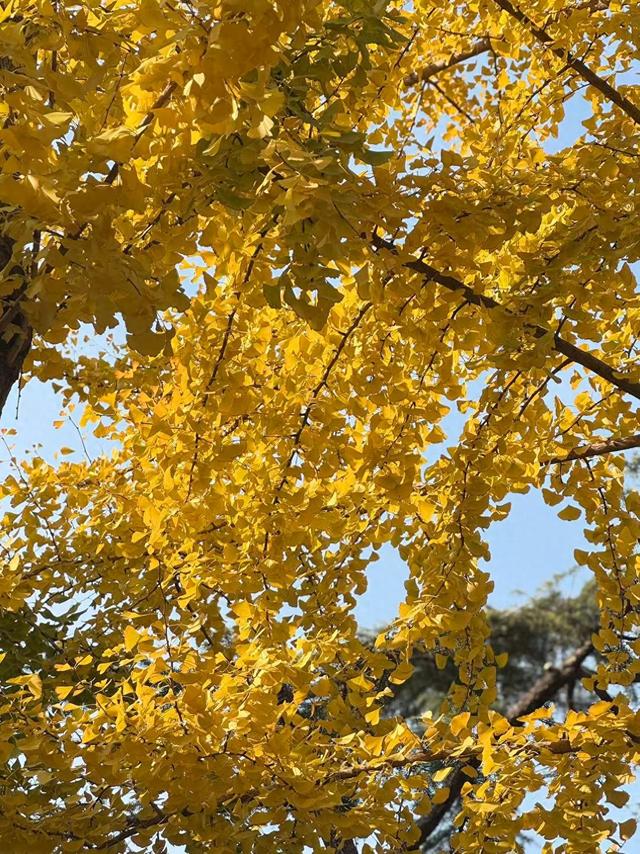 北京赏秋热度持续，市民游客：色彩丰富，特意选在这个时间来