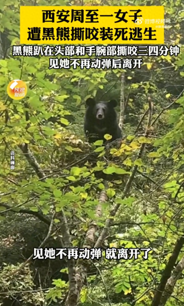 西安一女子遭黑熊撕咬装死逃生，黑熊趴在其头部和手腕部撕咬三四分钟，见她不再动弹后离开