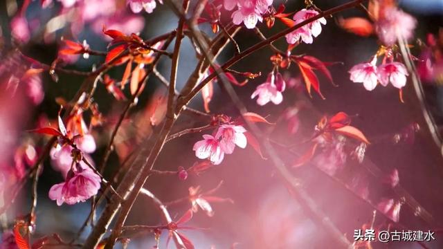 山涧茶垄樱似霞 建水云龙山冬日樱韵正当时