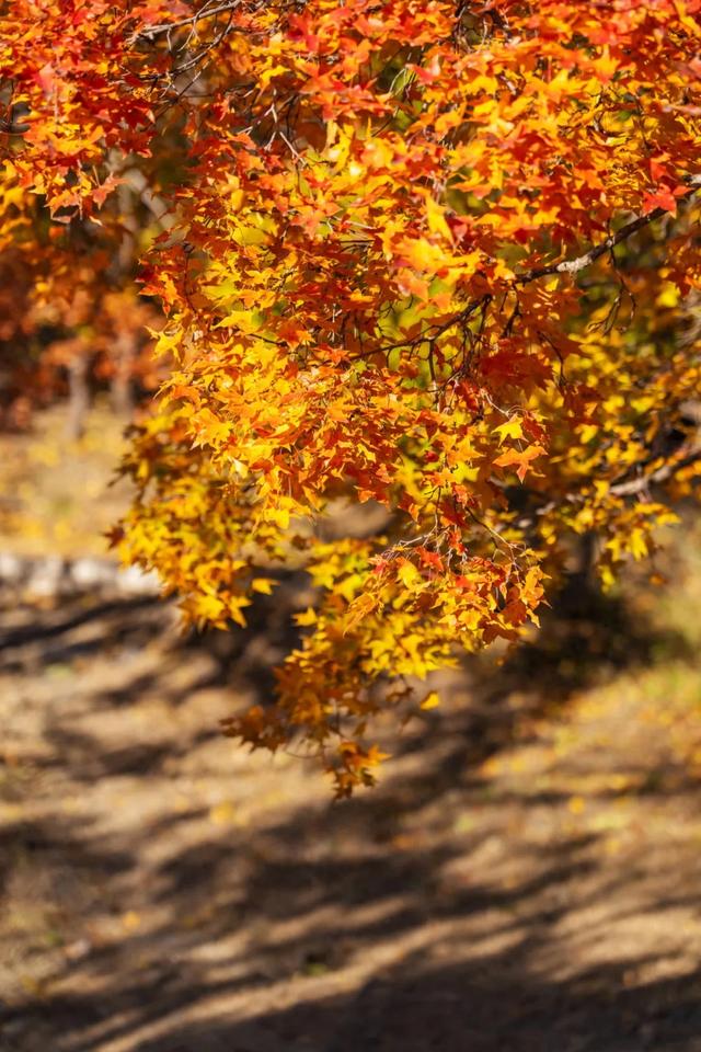收藏一个秋天,石景山绝美秋色大公开