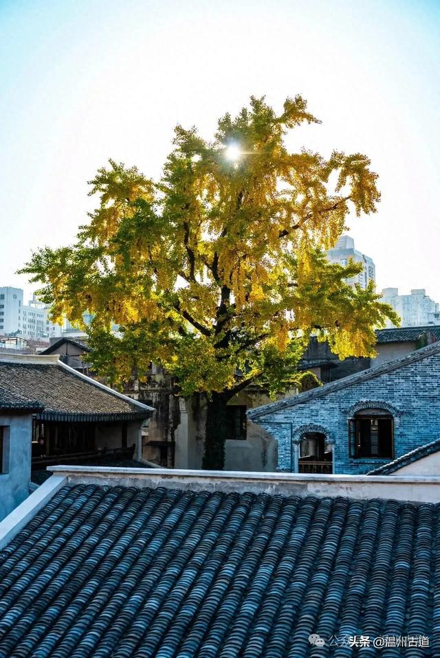 温州这棵深藏在百年民居的古银杏已经黄啦!夜晚比白天还要更迷人