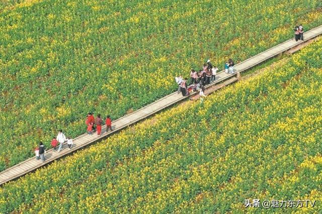 ‌全国油菜花争相绽放，又到了观看的最佳季节了，哪里观看最好呢