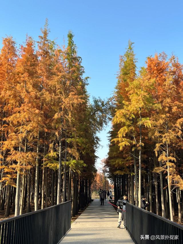南昌鱼尾洲公园，几千株红杉在慢慢变红！