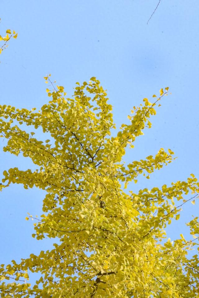 “顶流”来啦！“杏”福浓度超标→