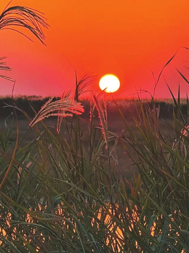 云梦周刊丨芦苇荡里听呼吸