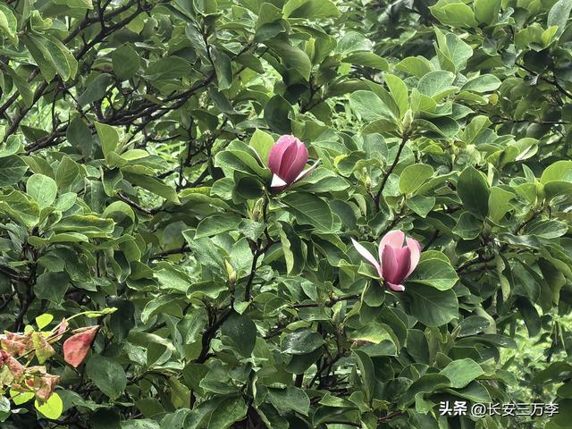 北上大草原第2站：山东日照
