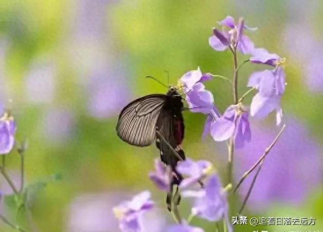 我搭伙过3个女人，发现女人过了55岁还找男人，无非就3个原因