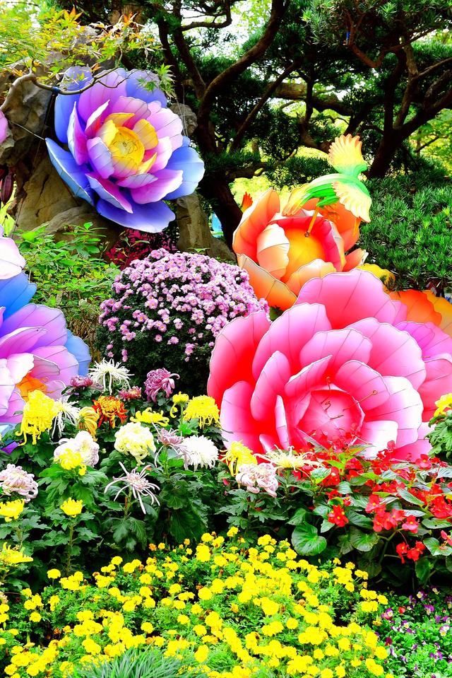 惠山古镇丨姹紫嫣红菊又来