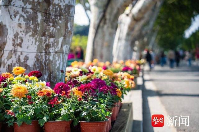 重阳赏菊｜南京“卷”出一城秋色