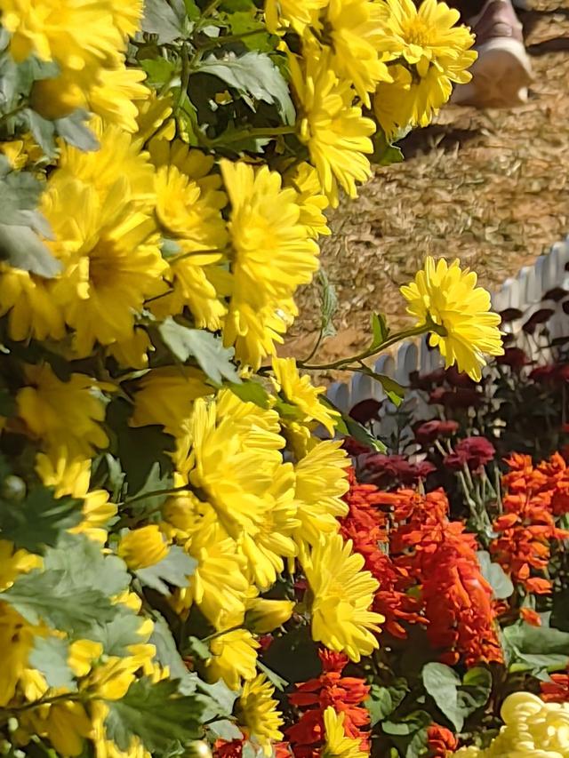 多图直击！第41届深圳东湖公园菊花花会开幕