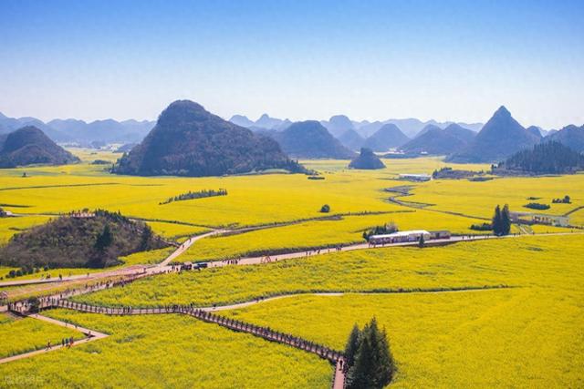 去罗平，追中国第一抹春！油菜花海已进入最佳观赏期，不要错过！