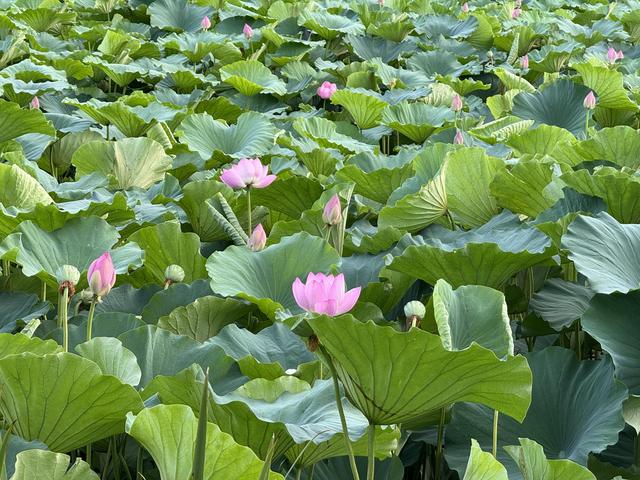 副中心赏荷正当时，两处公园“夏日限定”景色醉游人