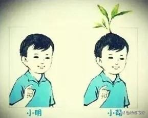 庭有枇杷树什么梗（那些年课本中的梗）