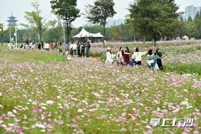 长沙这片花海，火了！