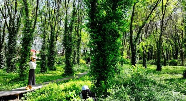 石家庄“绿野仙踪”又上线啦！3000余平方米童话秘境等你来打卡