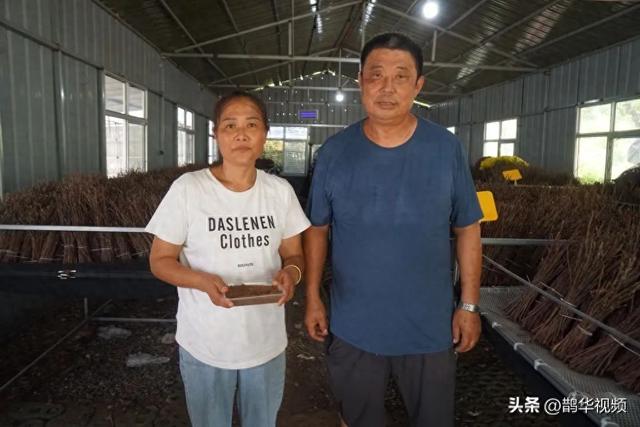 一天收入7万多元！青岛一对70后夫妇包了110亩地，树上生钱地下生金……“好日子总算来了！”