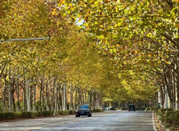 合肥试点“落叶留景” 折射城市管理细节之变
