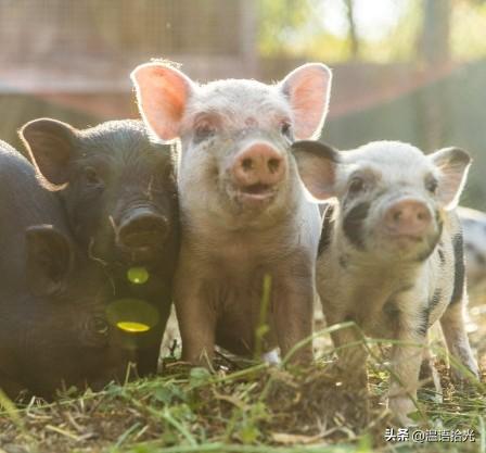 生肖猪注意：12月18到20号，两件麻烦事逼近，提前准备不吃亏！