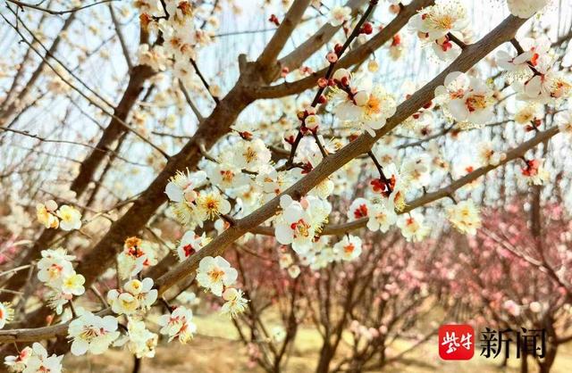 江苏新沂：梅开“新路”引客来 赏花经济“绽”生机