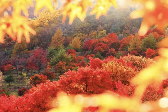周末出发！河南最美彩色地图上线