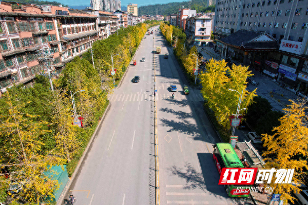 绥宁县城：银杏披金缀山城 初冬美景入画来