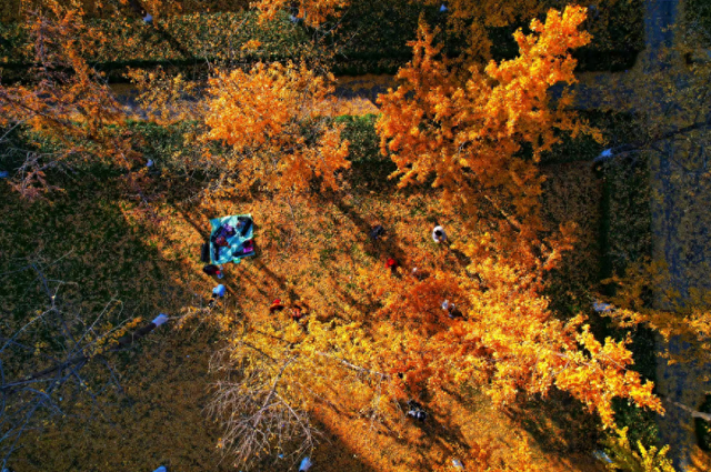 藏在杭州闹市的金色秘境！上塘高架边的银杏林 承包整个初冬的浪漫