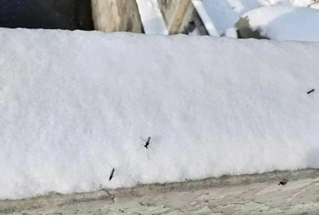 雪地惊现“反季蚊子”！蚊子“变异”已出现抗寒性？