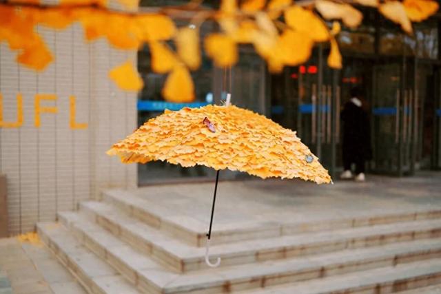 学校的日子游戏攻略（银杏伞火出圈网友不建议推广）