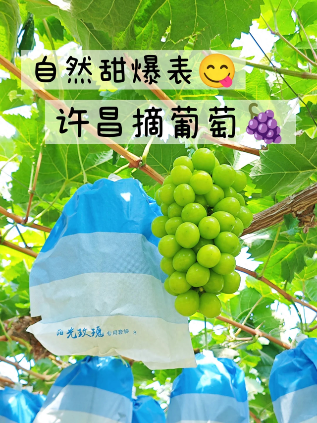 长葛宝藏葡萄园！自然甜爆表，采摘攻略来啦～