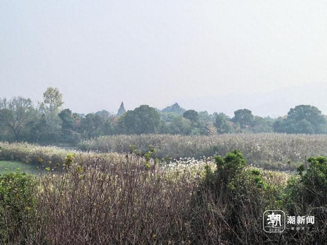西溪听芦节即将启幕，这份湿地秋日浪漫请收好
