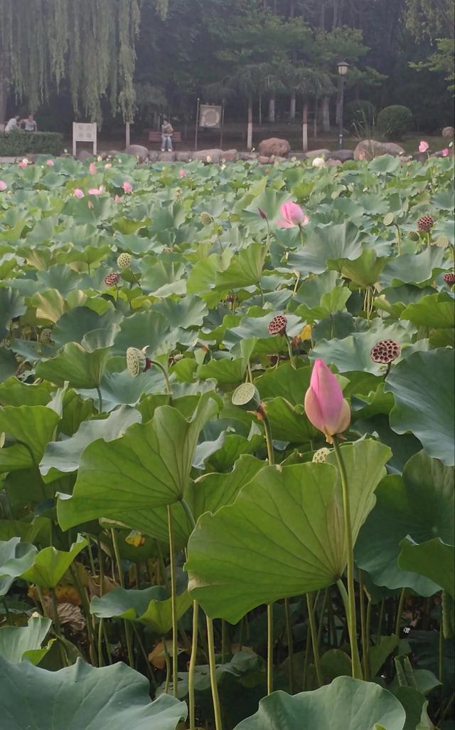 荷花迎来一年中最后的赏花期 太原各公园集中养护荷塘 点缀季节更迭