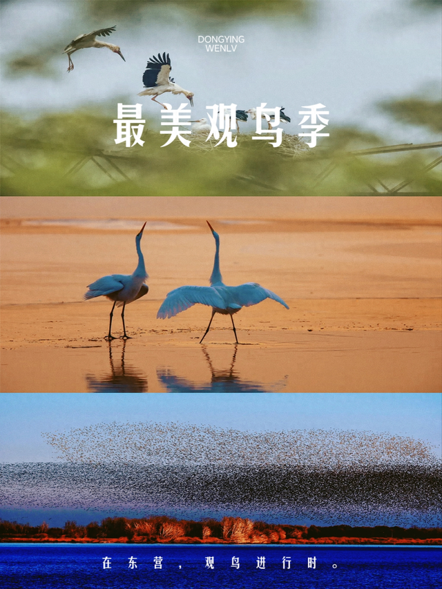 “鸟浪”来了！这份观鸟攻略请收好