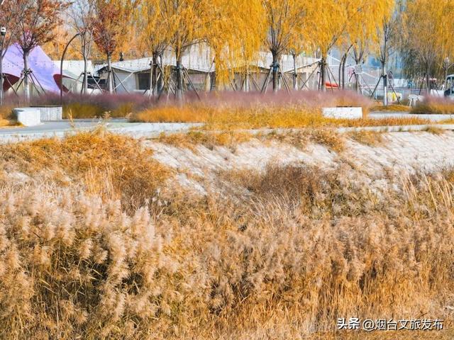 【乐游烟台】季节限定！烟台福山这片绝美芦苇荡出片率100%