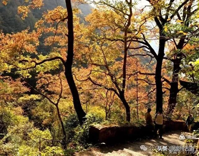 现场报道:这条离市区很近的著名红枫古道已枫情万种,徒步正当时