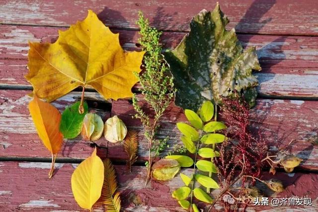 出发！去上合示范区“捡秋”