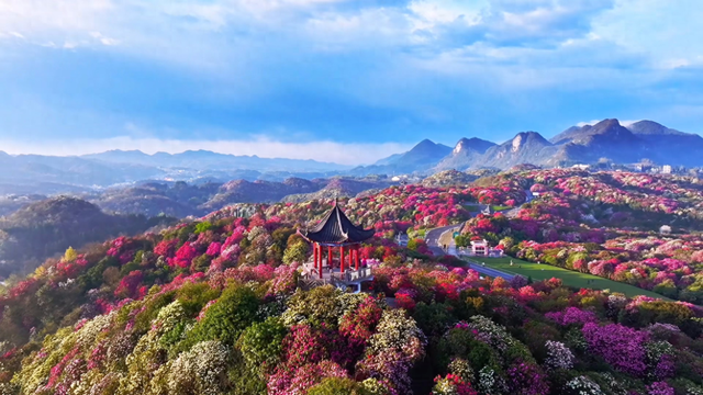 这个春天，去乌蒙深处“串花游”